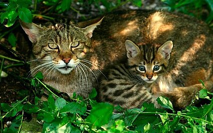  Wildpark Cumberland, © Redtenbacher
