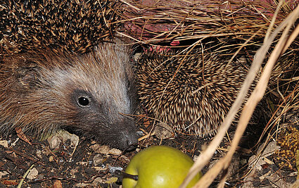 Igel, (c) Stefan Gratzer