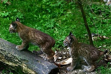  Wildpark Cumberland, © Redtenbacher